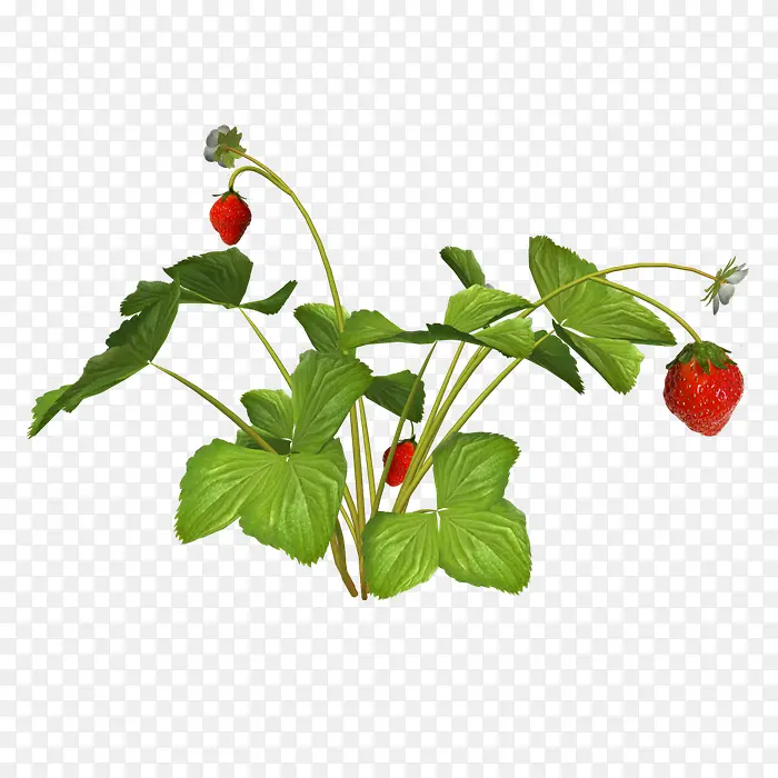 草莓植物免抠素材