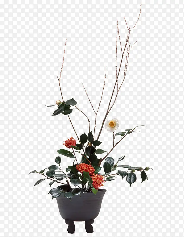 花卉实物免抠素材