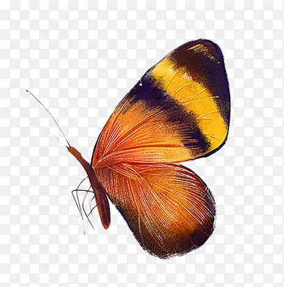 手绘橙色花纹蝴蝶