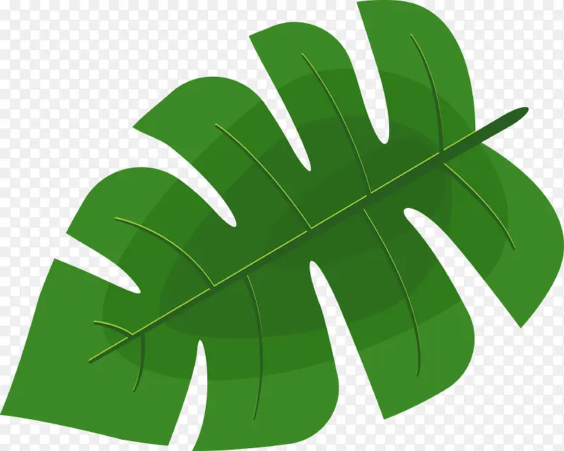 绿色棕榈叶植物图