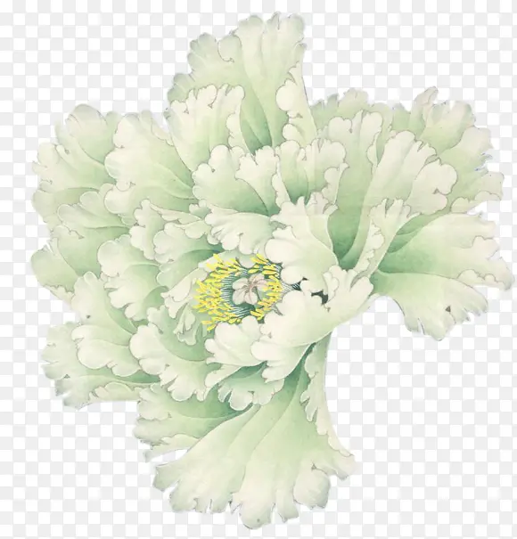 高清摄影创意白色的海棠花