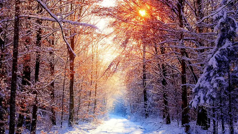 冬日暖阳树林美景