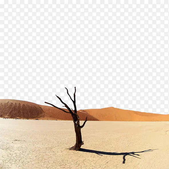 沙漠阳光下的树
