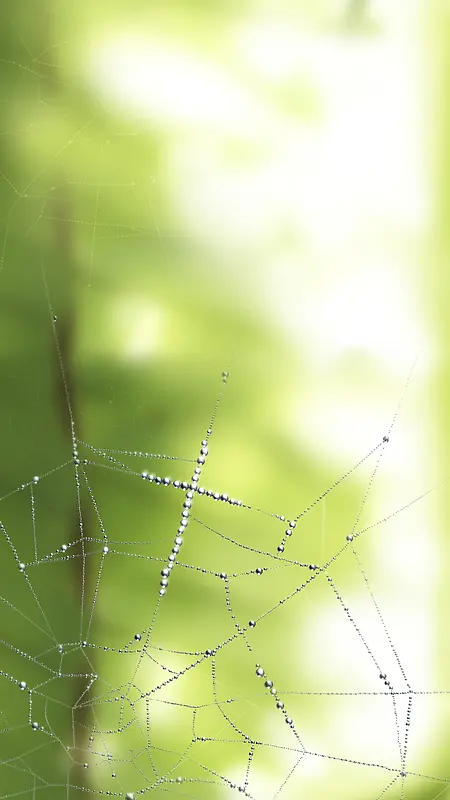 蜘蛛网油画
