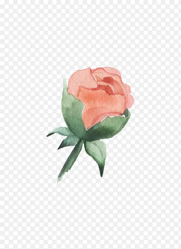 手绘花苞