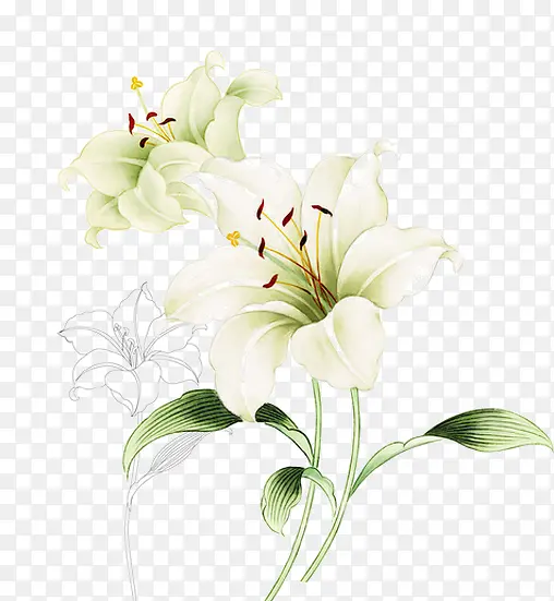 线条手绘白色花朵