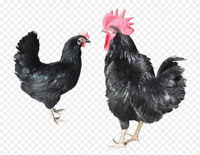 绿壳蛋母鸡和公鸡