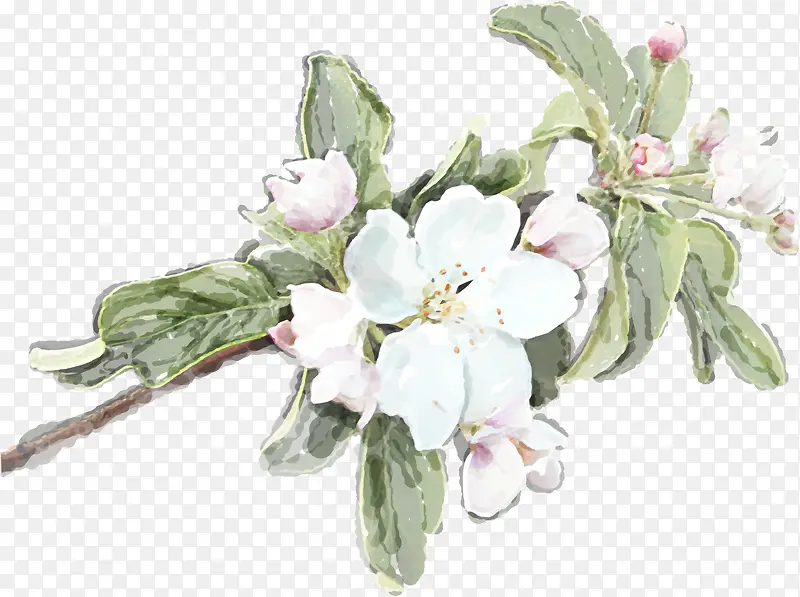 白色水彩花朵