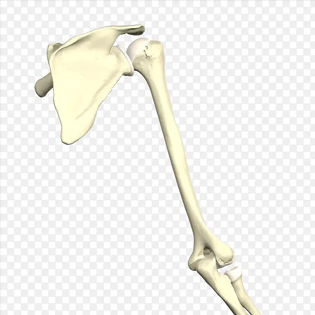 手绘骨骼3D示意图