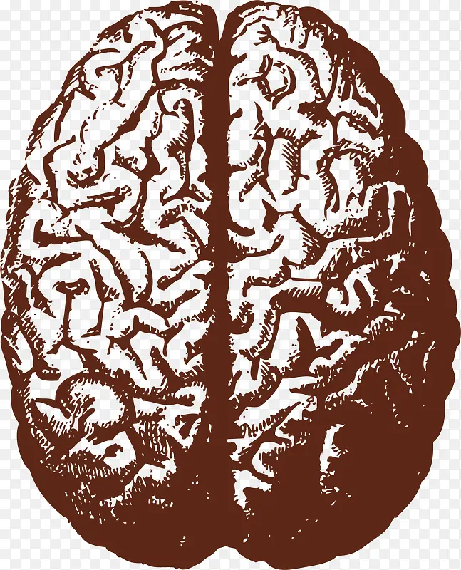 人脑矢量图