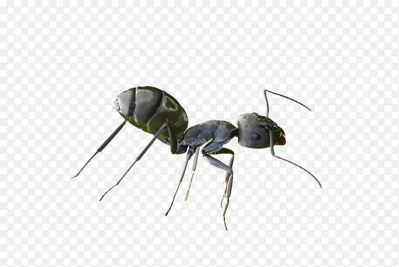 免抠蚂蚁素材