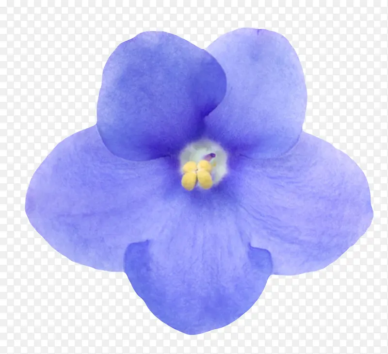 蓝色鲜艳的透白的一朵大花实物