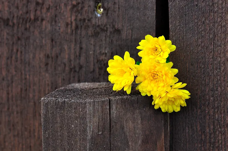 黄色菊花对比鲜艳