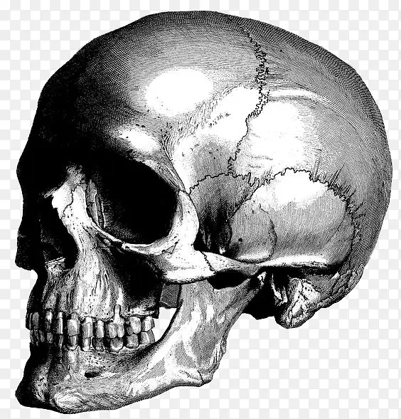黑白灰素描骷髅骨头