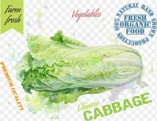 大白菜蔬菜绘画设计矢量素材