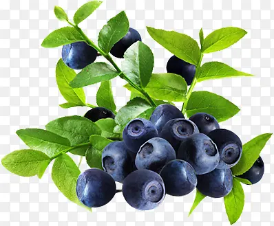 春季高清蓝莓水果