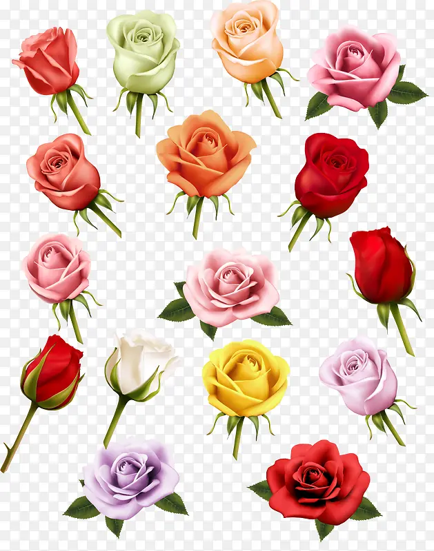不同颜色的玫瑰花
