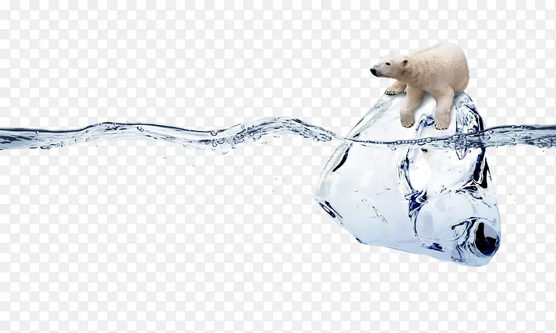 水上趴在冰块上的北极熊