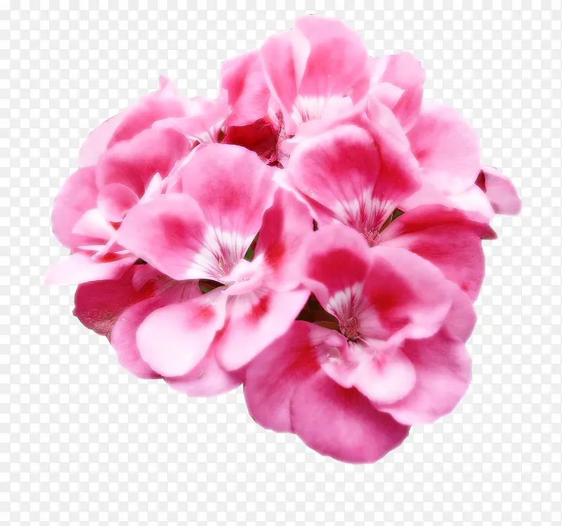 抽象花朵素材花束图片  粉色唯
