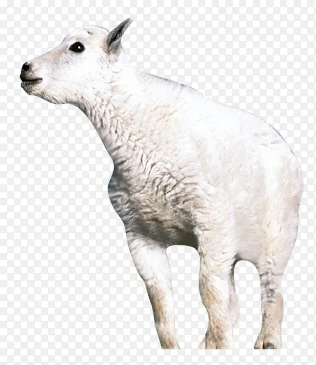 高原绵羊