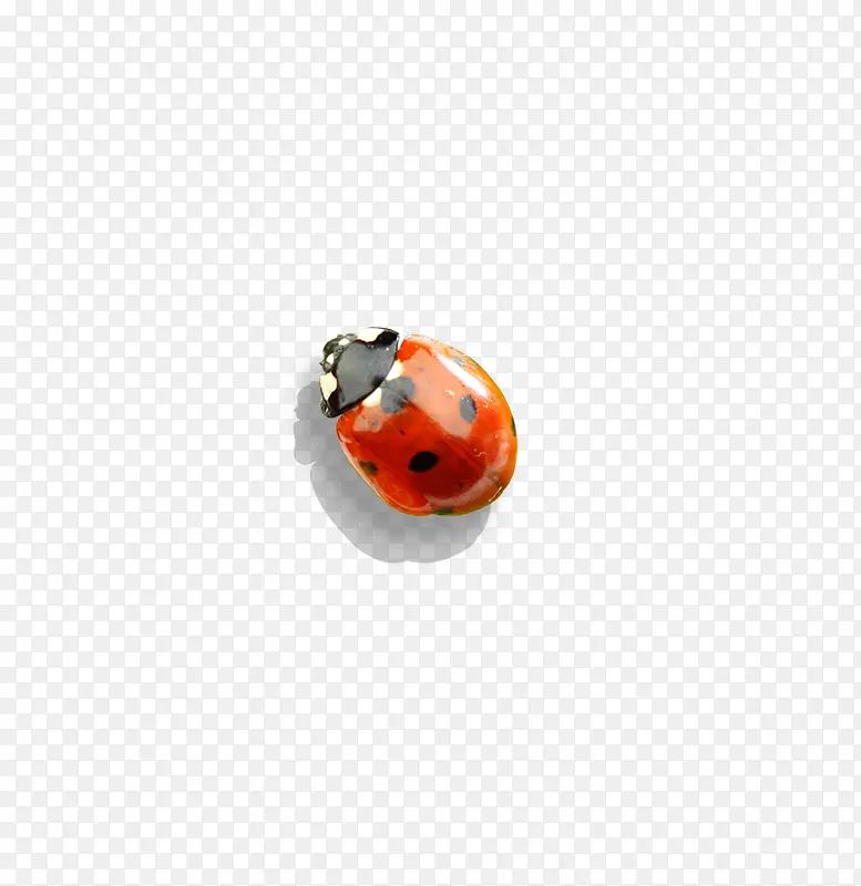 七星瓢虫昆虫
