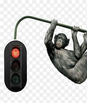 红绿灯上的大猩猩