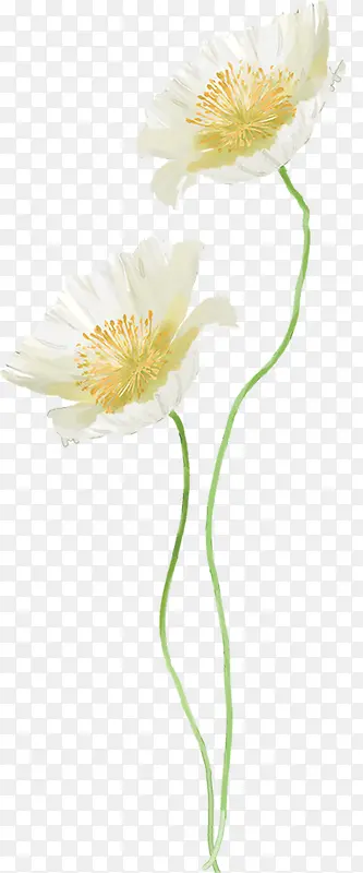 中秋节白色手绘花朵