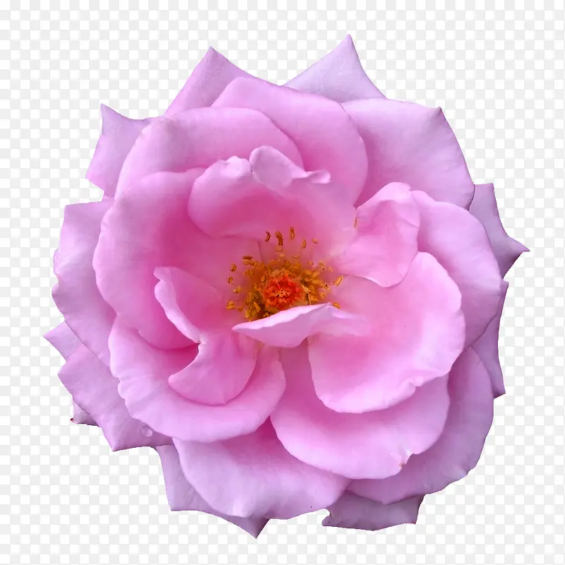 花束创意花卉图片 紫色唯美玫瑰