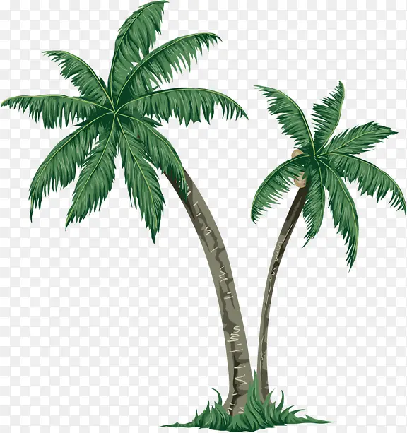 海南椰树免抠图
