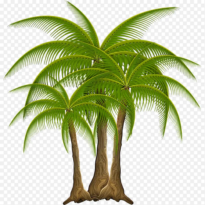海南椰树