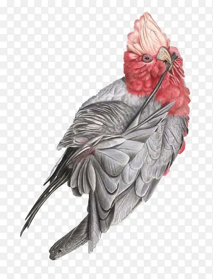 红色鹰鸟手绘国画