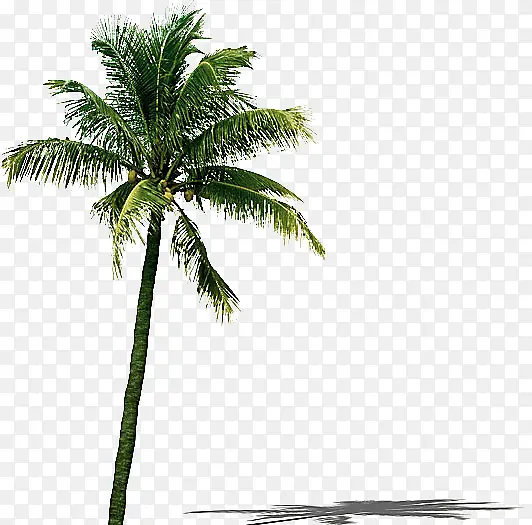高耸的椰子树