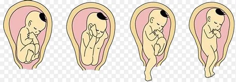 胎儿的出生