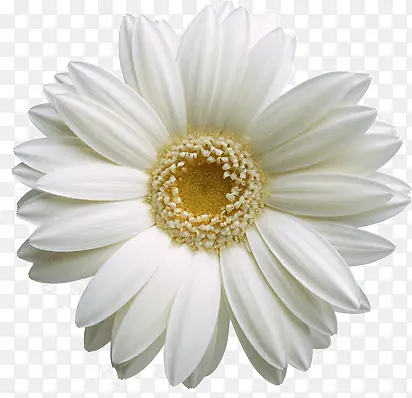 白色的菊花