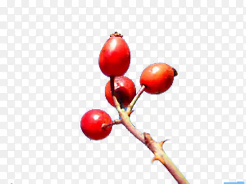 红色浆果