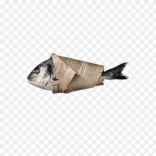 鱼和报纸