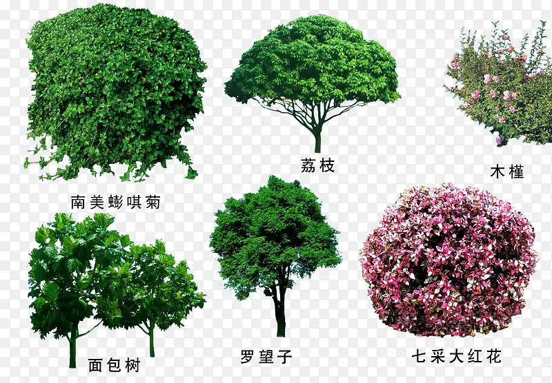 绿色植物