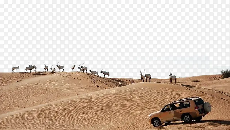 浩瀚沙漠越野车