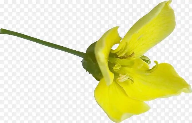 一支黄色花朵
