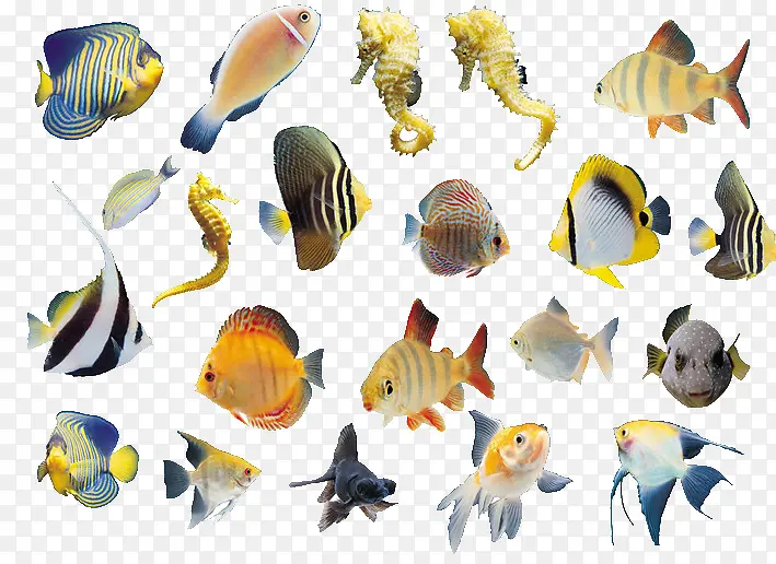 热带各种鱼