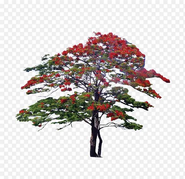 树