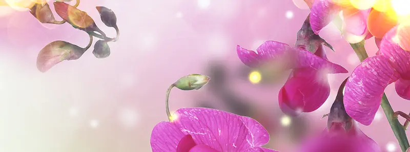 香水紫色花卉背景banner