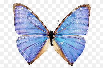 蓝蝴蝶