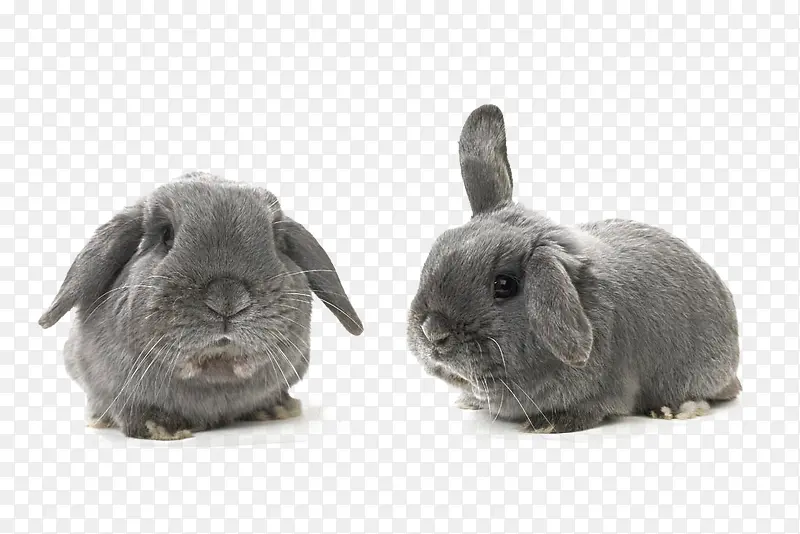 兔子 黑兔子 垂耳兔 可爱 动
