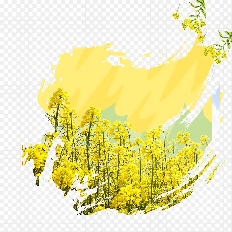 一片油菜花