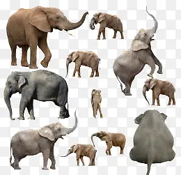 各式大象