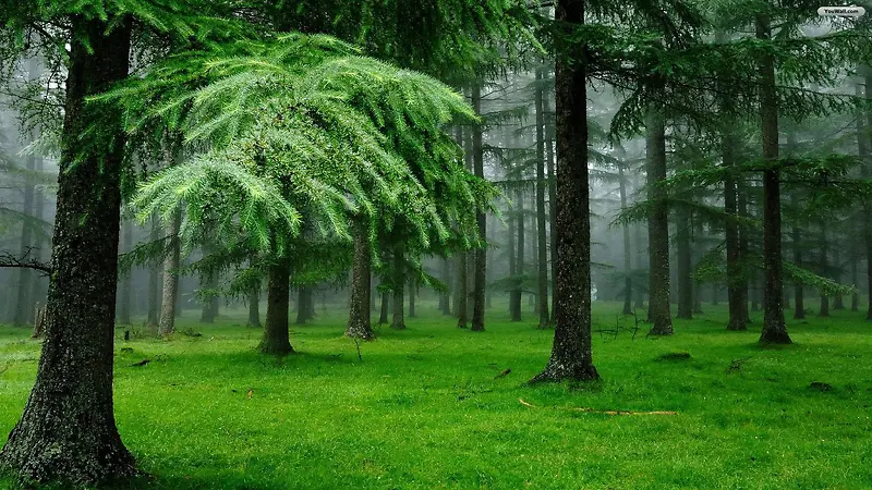 迷雾里的绿色森林