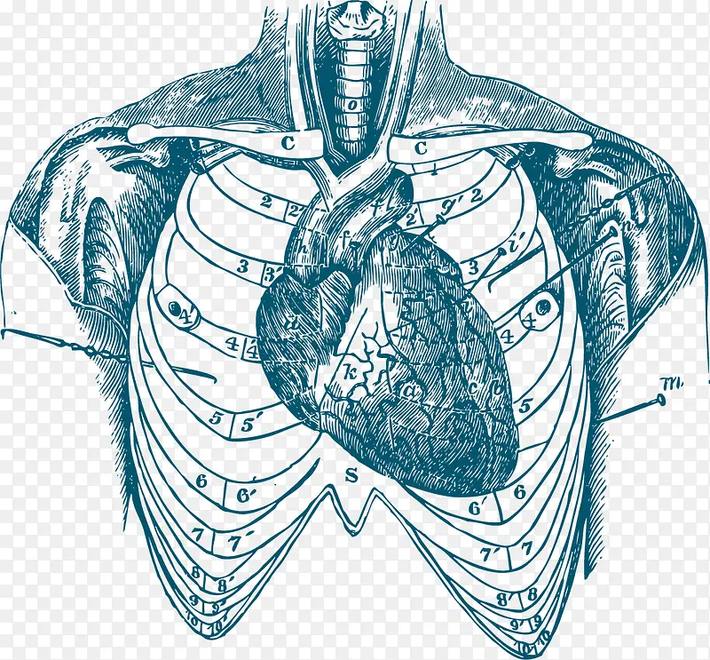 人体解剖心脏手绘图