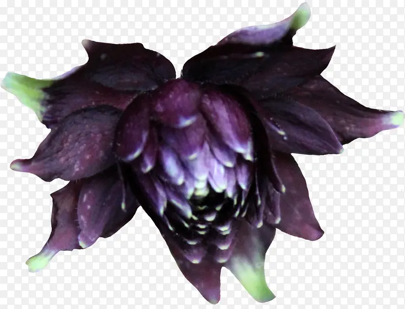 深紫色花朵实物