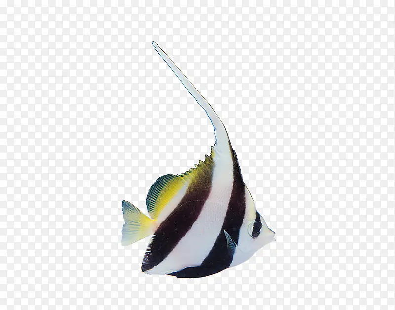 黄白热带鱼